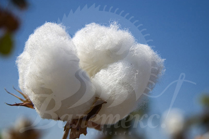 Белый цветок хлопок