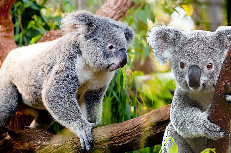 Коалы на эвкалипте